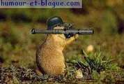 bon solda