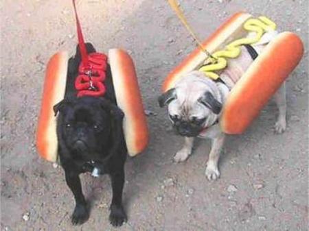 hog DOG